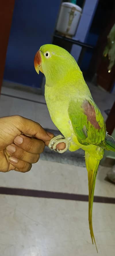Kashmiri pahari