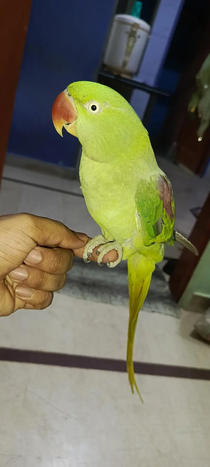 Kashmiri pahari — photo 2