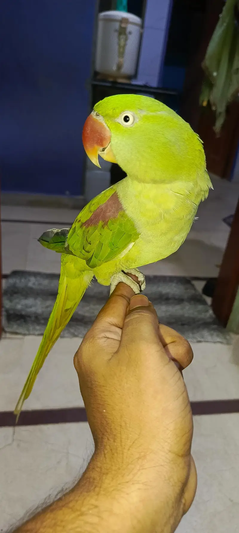 Kashmiri pahari — photo 5