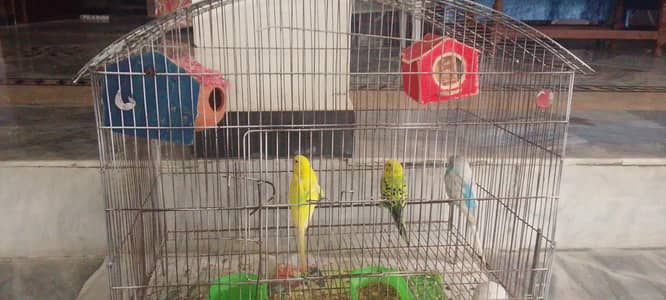 parrot 