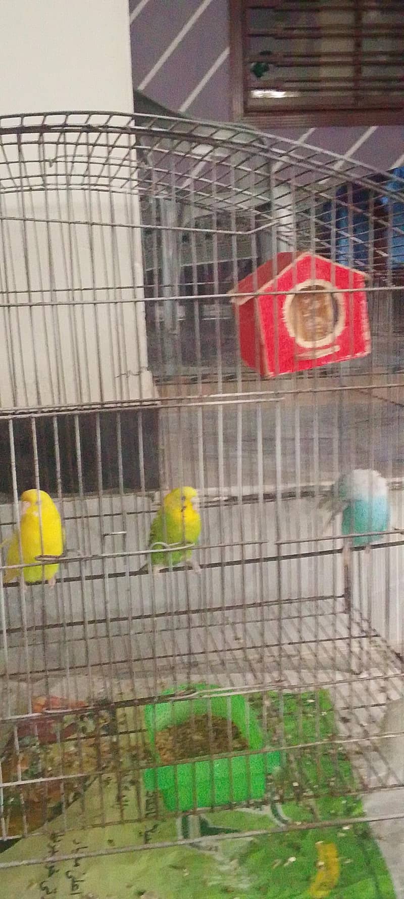 parrot  1