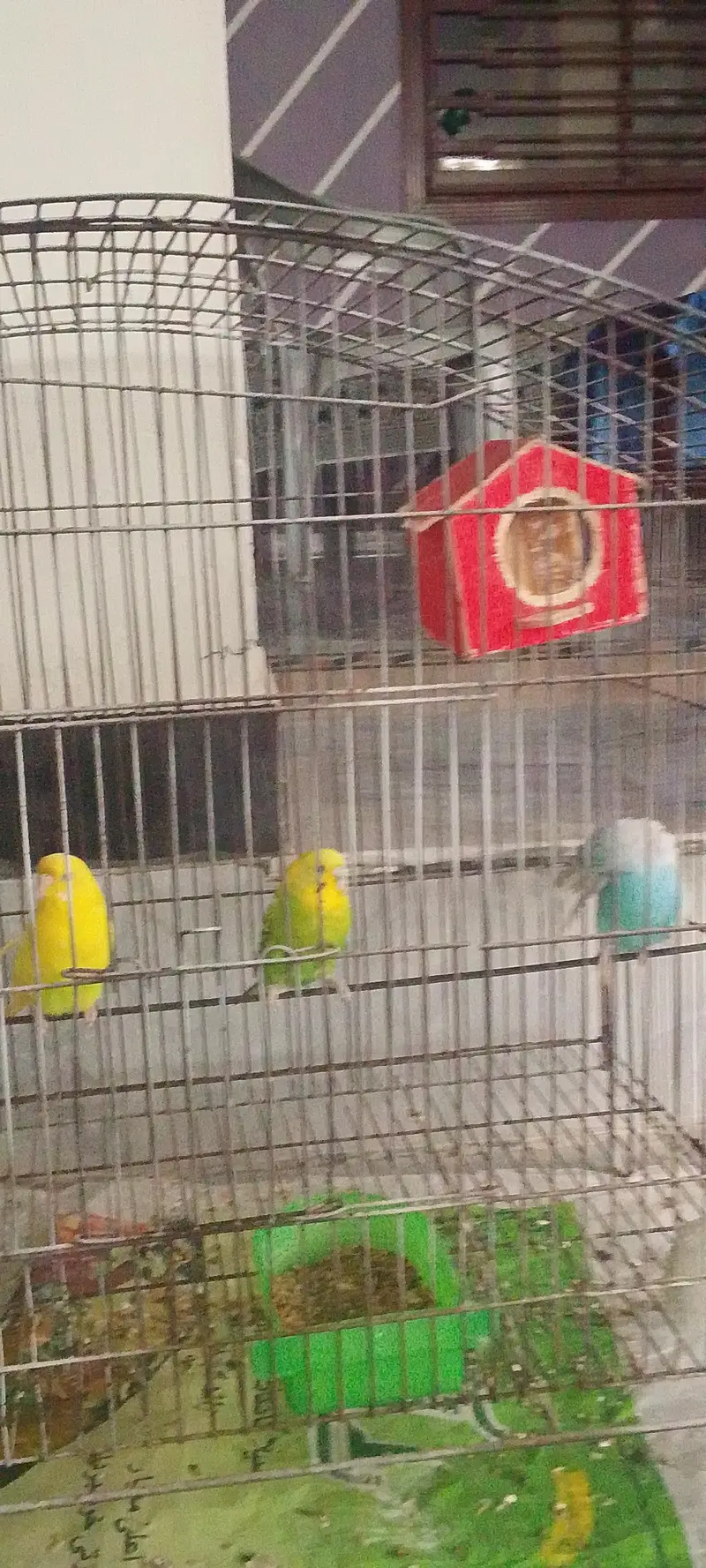 parrot  — photo 2