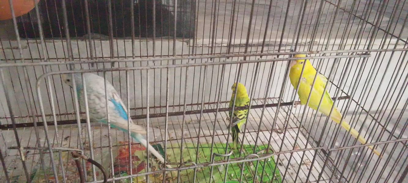 parrot  2