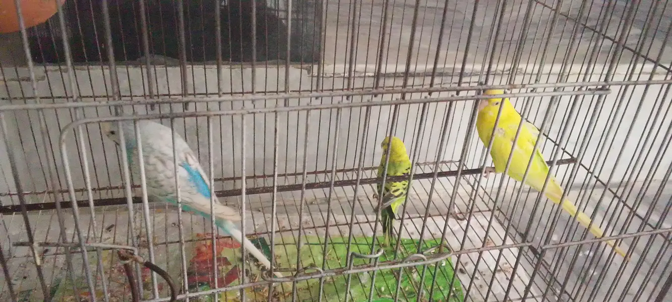 parrot  — photo 3