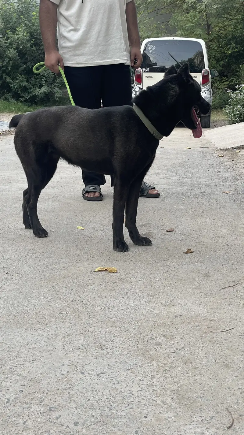 Italian Cane Corso female — photo 2