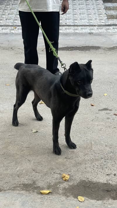 Italian Cane Corso female