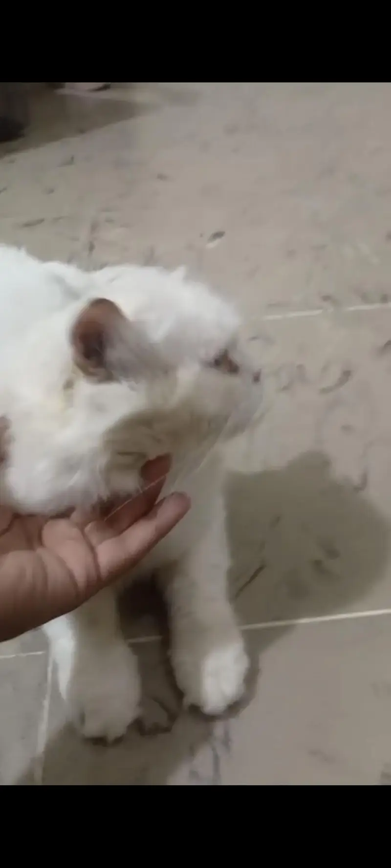 Breeder male for. sale. — photo 3