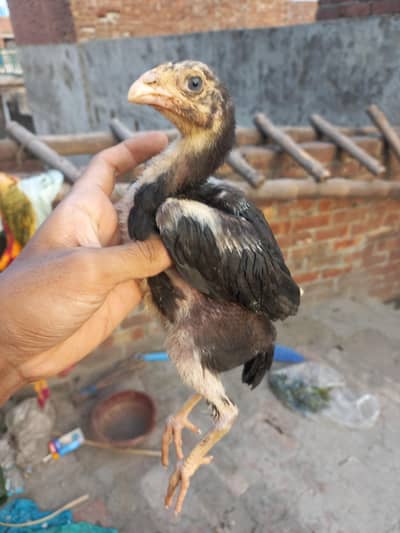 4 Aseel Thai Cross chick for sale