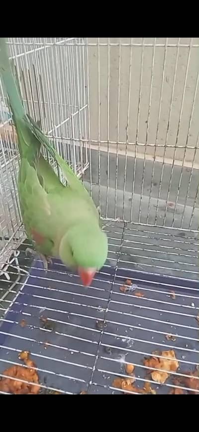 Alexandrine green parrot