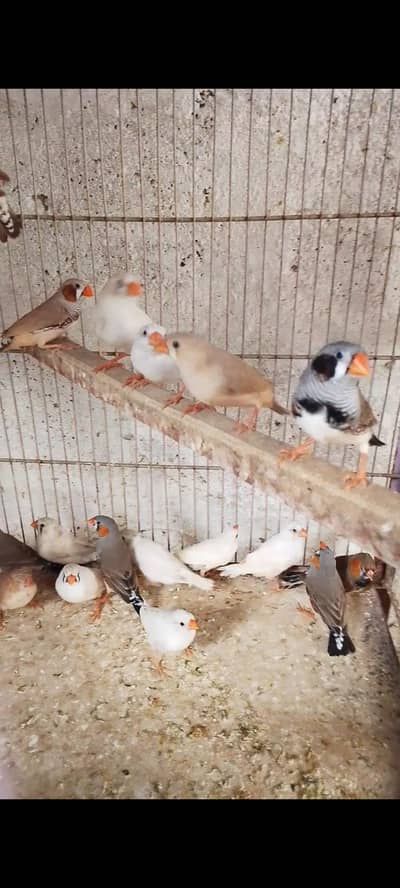 Finch bajri