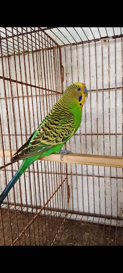 budgie bajri hogo