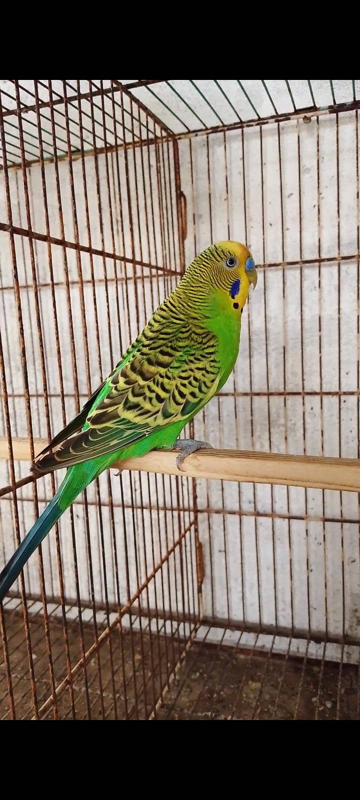 budgie bajri hogo 0
