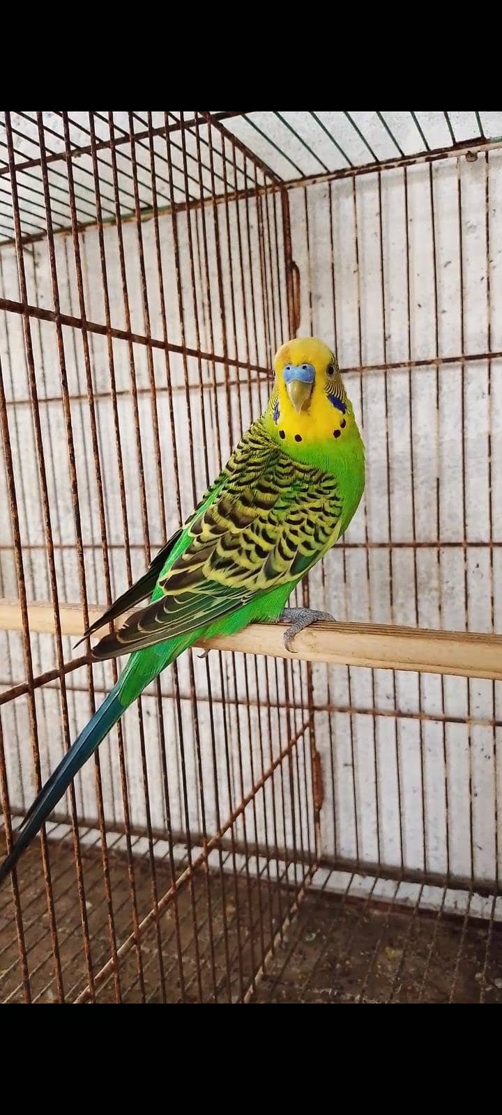 budgie bajri hogo 1