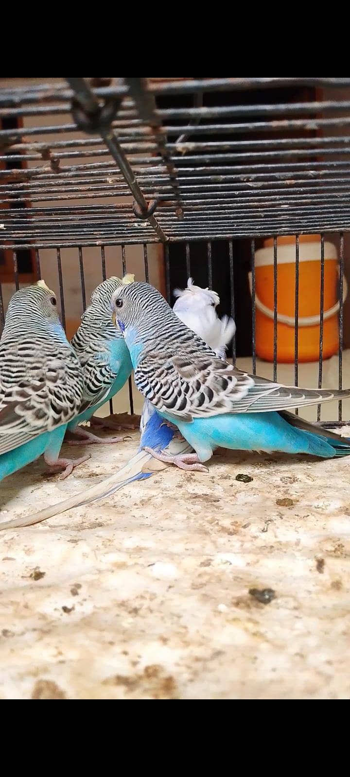 budgie bajri hogo 2