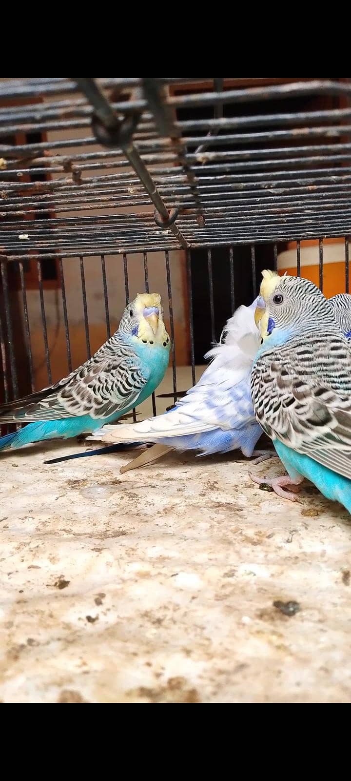 budgie bajri hogo 3