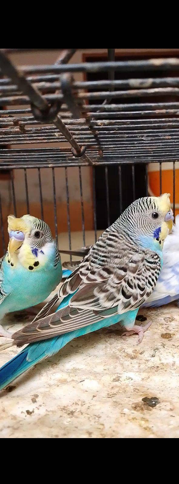 budgie bajri hogo 4