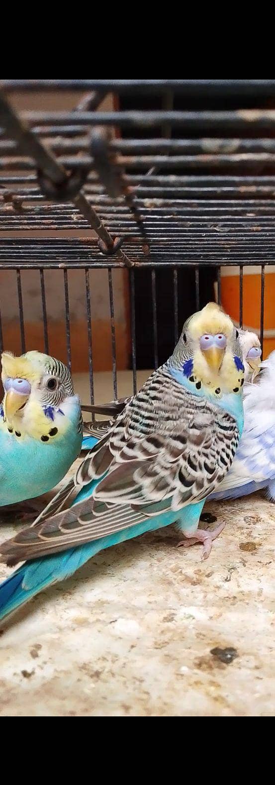 budgie bajri hogo 5