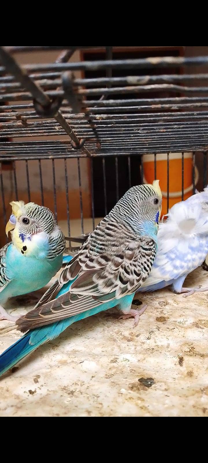budgie bajri hogo 6