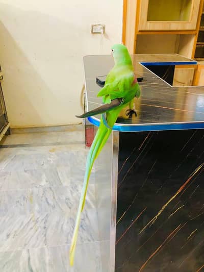 raw parrot female