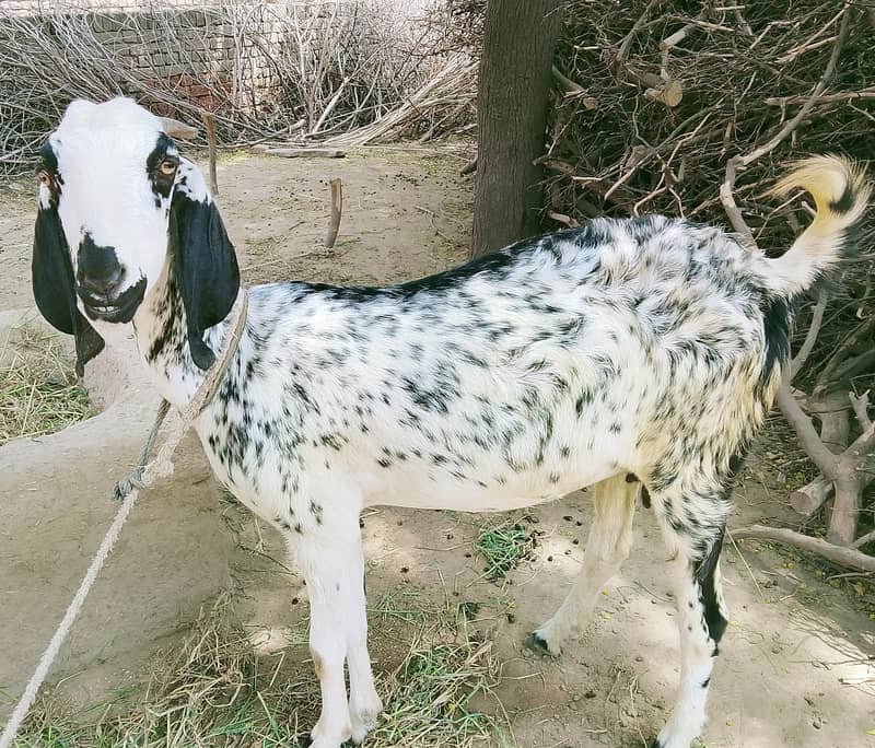 بکری بکرا 1