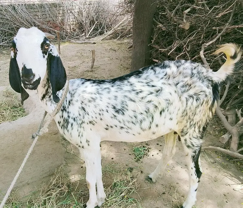 بکری بکرا — photo 2