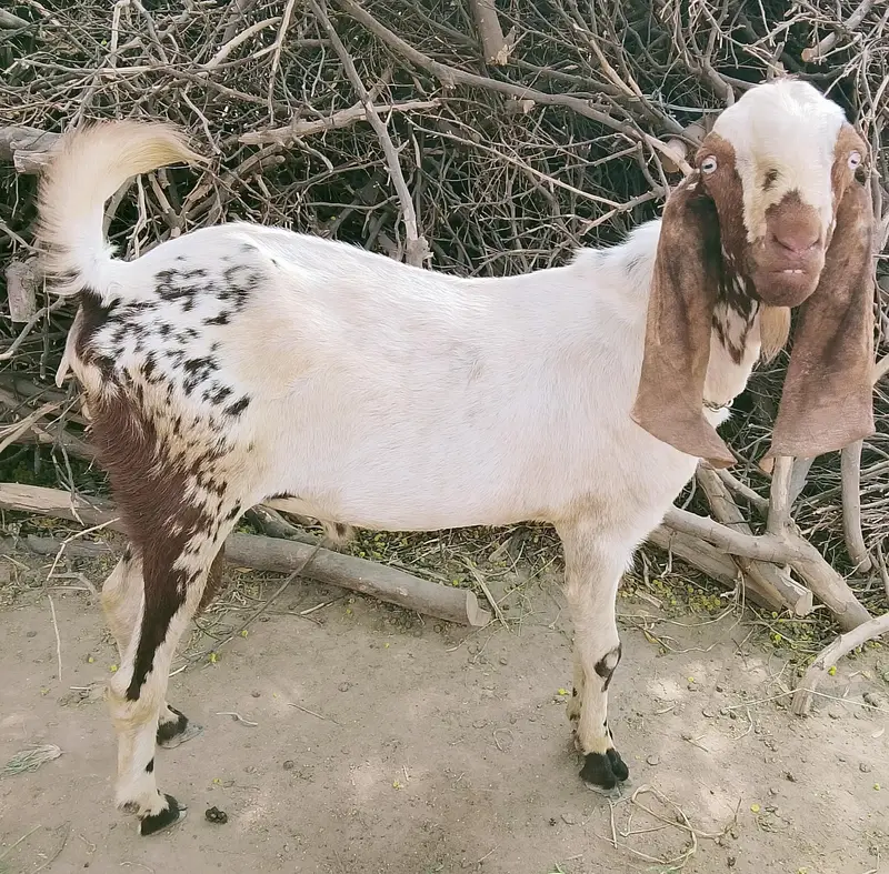 بکری بکرا — photo 3