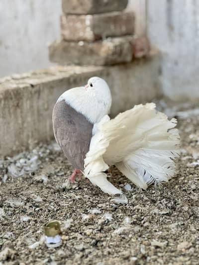 Breeder pair