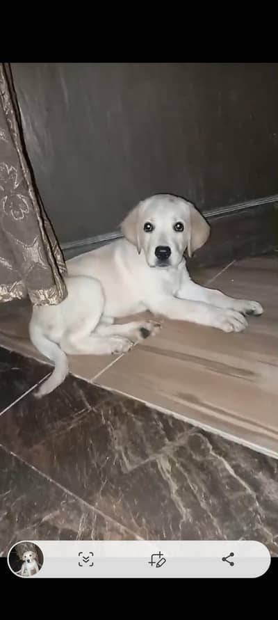 puppy