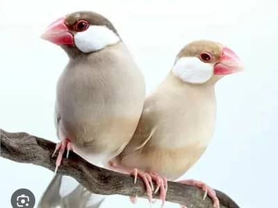Breeder pair fawn jawa Age 11 month+