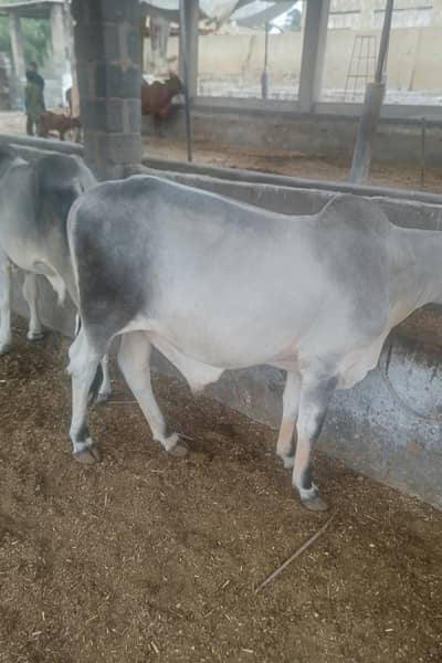 Bull calf