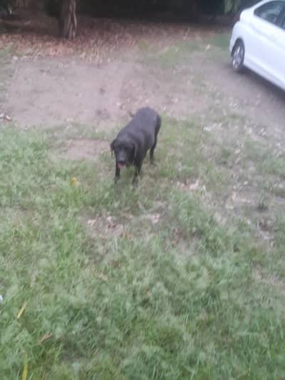 Puer labrador top of the line