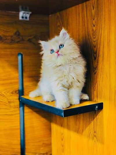 Persian cat and kitten punch face triple coated