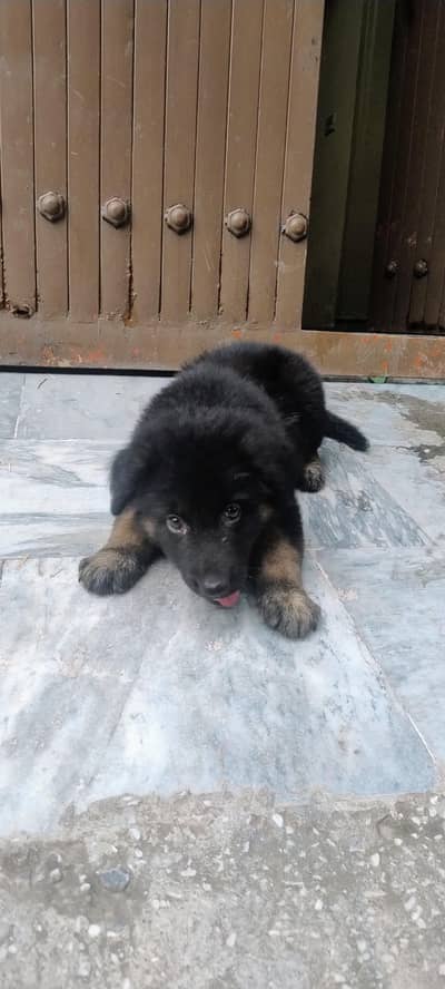 German shepherd mix puppy