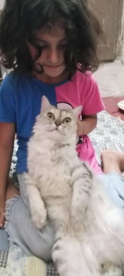 cat for sell