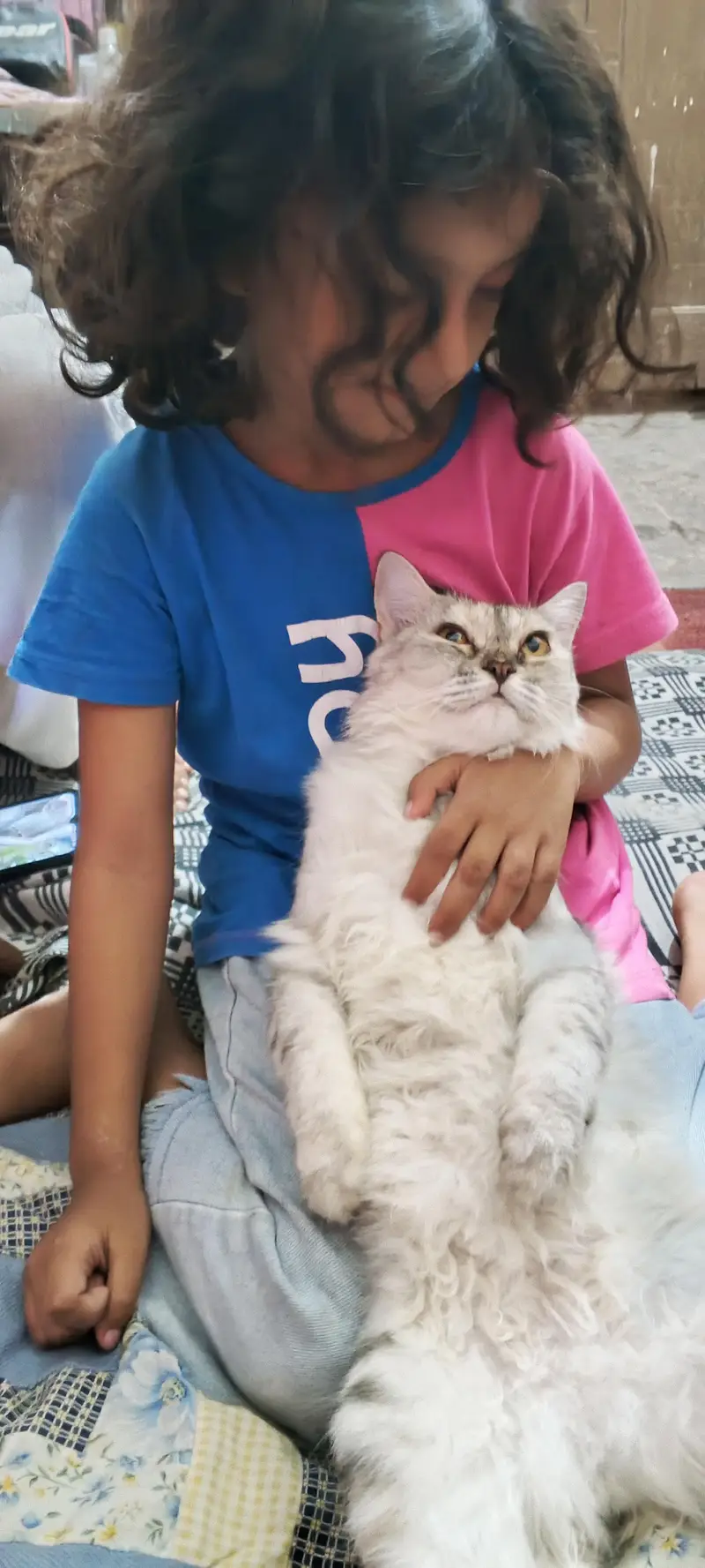 cat for sell — photo 2