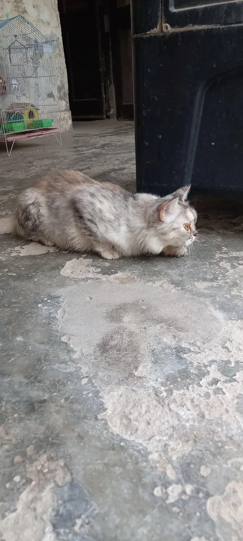 cat for sell — photo 3