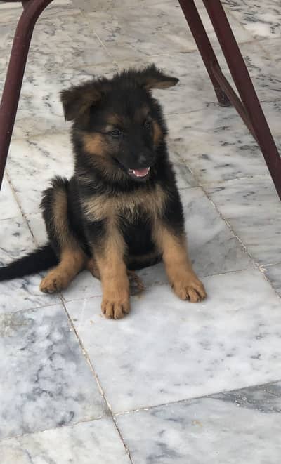 Pure German Shepard puppy pedigree