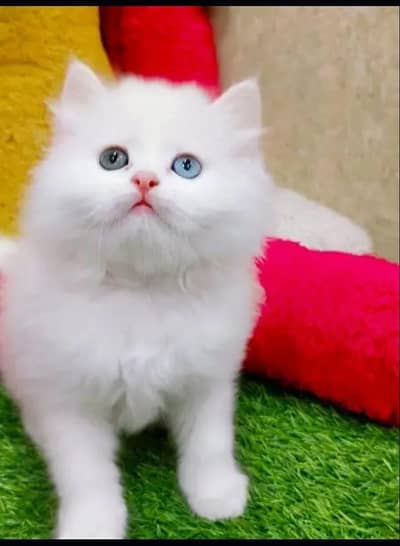 Persian cat and kitten punch face triple coated