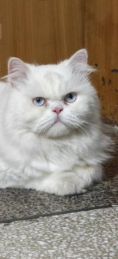 Persian cat and Rag Doll