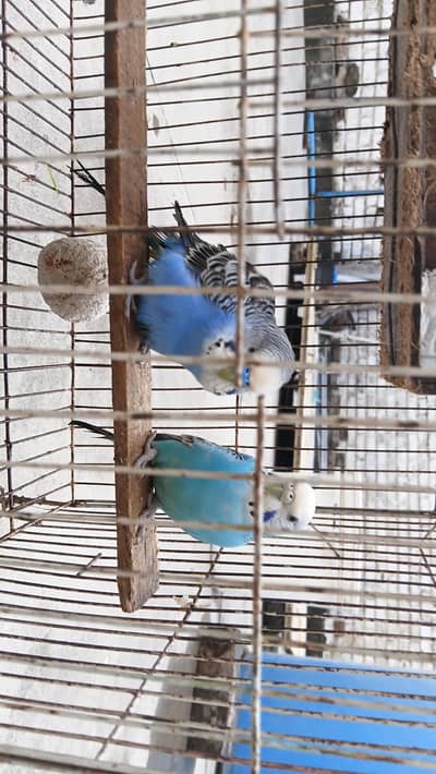 breeder budgies pair