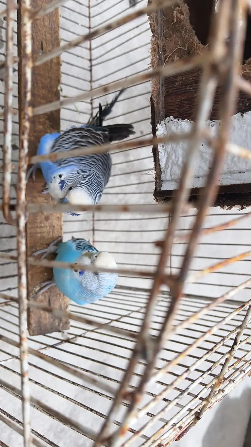 breeder budgies pair — photo 2