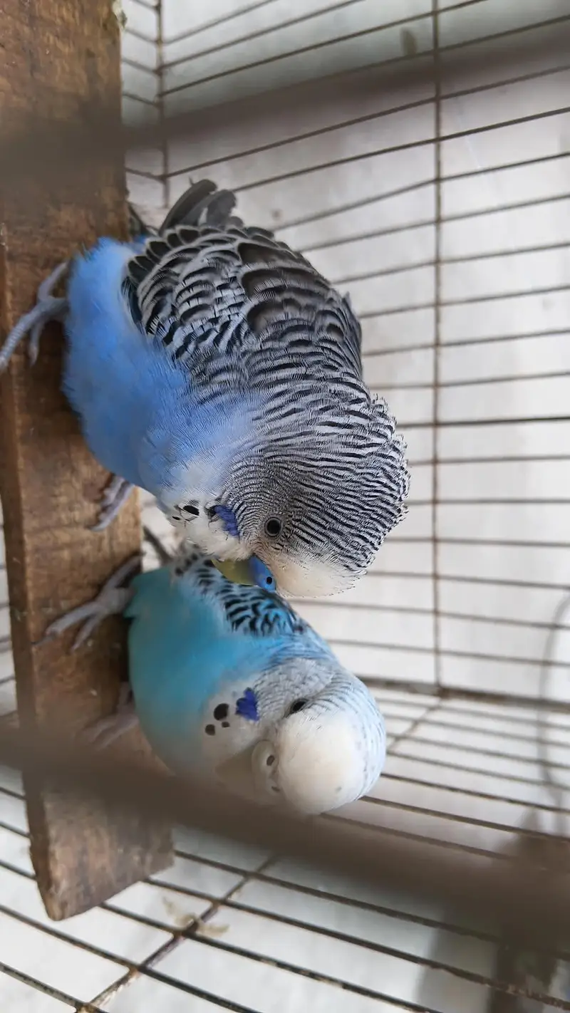breeder budgies pair — photo 3