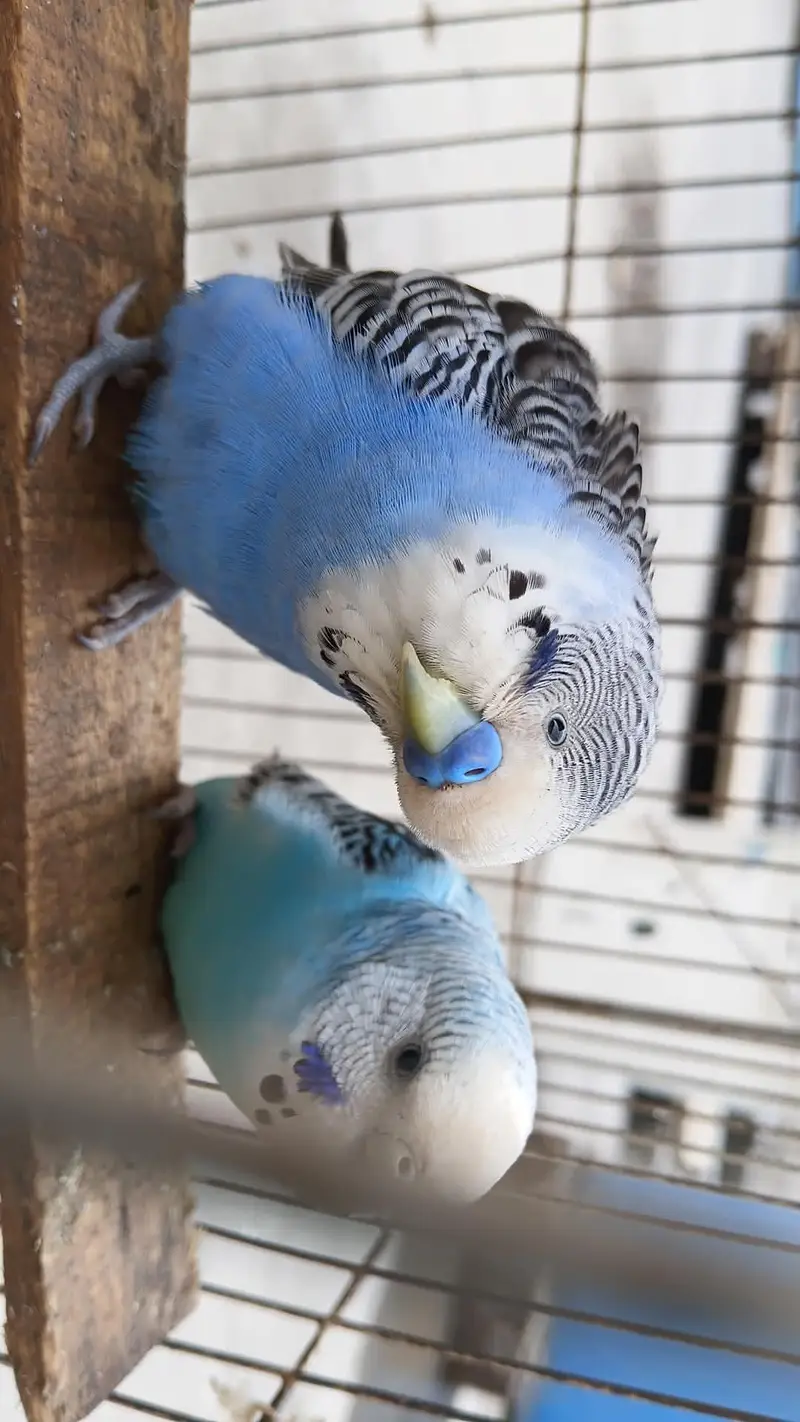 breeder budgies pair — photo 4