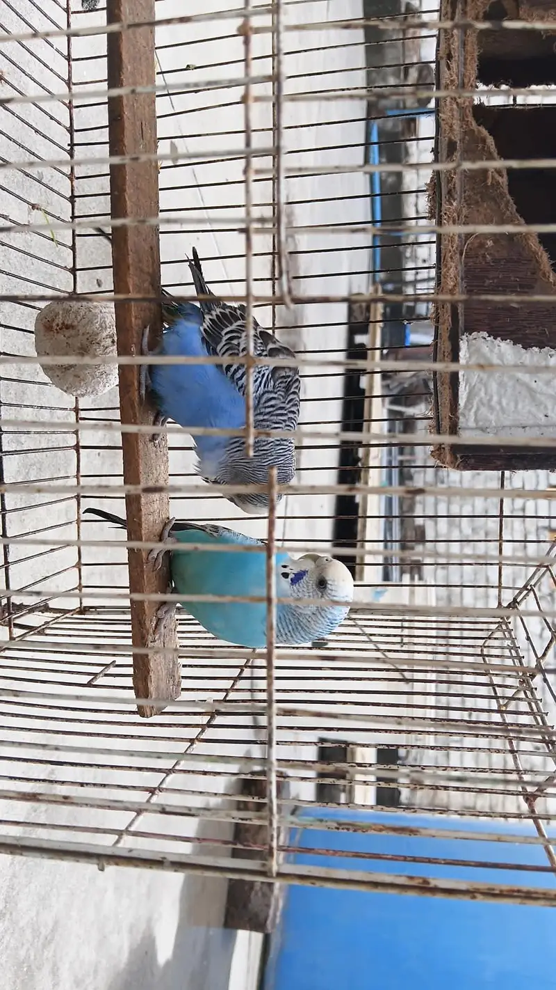 breeder budgies pair — photo 5