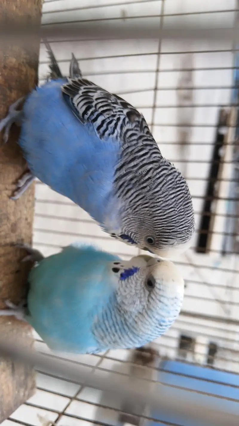 breeder budgies pair — photo 6