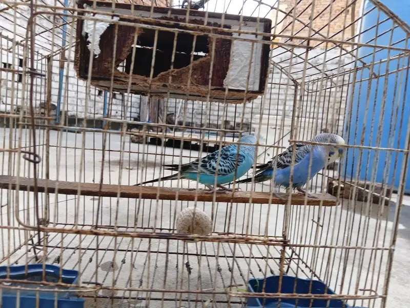 breeder budgies pair — photo 7