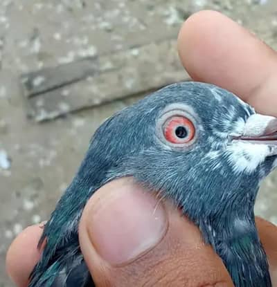 pigeon for sale