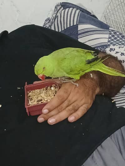 hand trained katha for sale