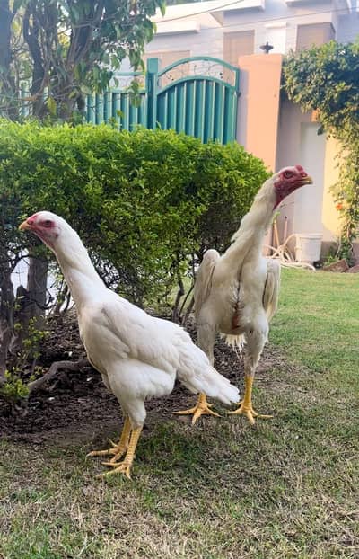 White King Shamo breeder | Supreme Quality shamo _pure aseel shamo