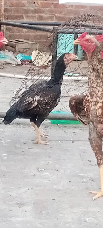 Aseel chicks and Big birds are also available.